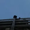 nesrin.saad1