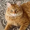 FoudiniCat