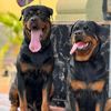 destinypetworld