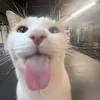 gatolinguarudo_neutro