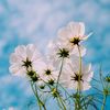 _ruma_14_