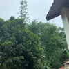 mitthai268
