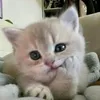 ntrangdthwneee