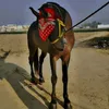 waqar3259