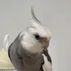 l0kithebirb