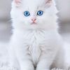 aniseey7