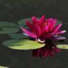 lotusflower6362
