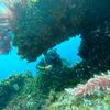 palomamarine6