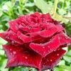 md.azizur14