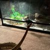 local_reptile_breeder