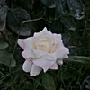 asra._70