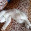 opang_kw23