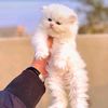 haroon.khanha