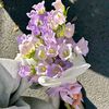 ameera8194
