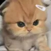minh_thzw_2602