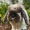 maibunny2