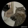 ali_.com5