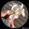 anika32720