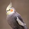 legsanr