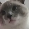 gatolindo645