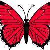 butterfly...4556