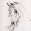 amira.ahmed9076