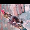 hammad.gujjar3023