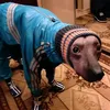 bibrochko1