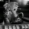 luchoclips1