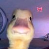 gamze_sngll
