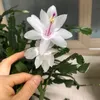 bachhaiduong50