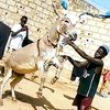 mousadiop53