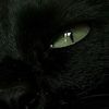 hello.kitty.8955
