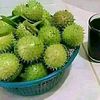 marimas.jambu.biji