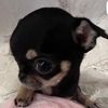 kingdogo_yt