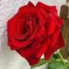 omea.akter