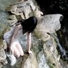 jun2009s