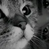no_oneeee122