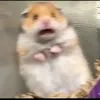 _um.bala_xibua_