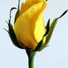 rashid.786101
