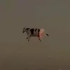 dau_xanh_nuoc_dua3