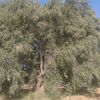ouledsalemnajeh3