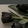 _as1lzade_oo