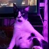 alfredo_thetuxedo
