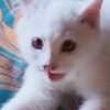 luna.clarinetta