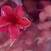 li_hya223