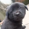 babonnamsau00