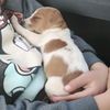 bella_bokkie