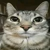jarethex