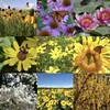 grwmpreppysunflower1